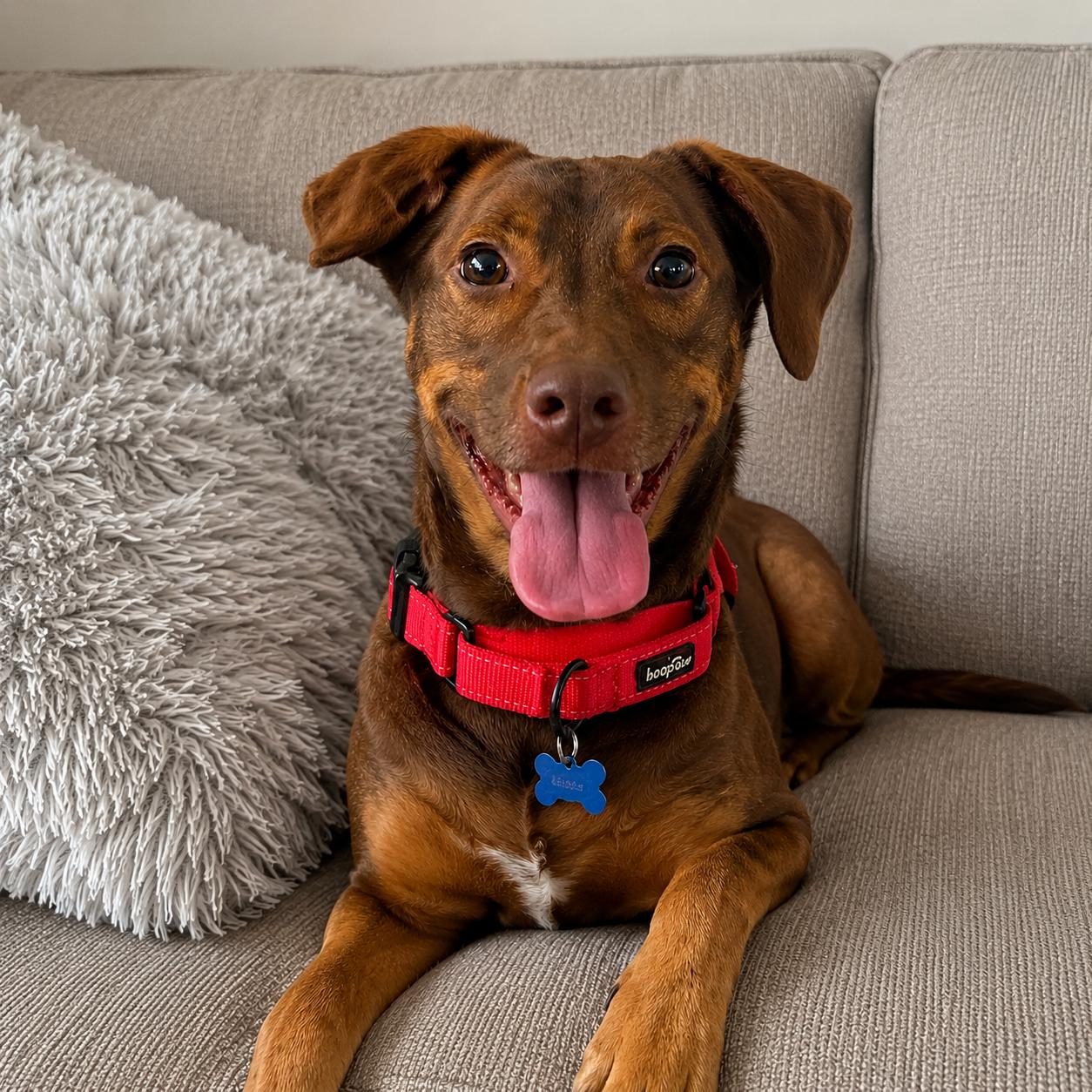 Mardi, Adopted, Adult Female Hound & Shepherd.