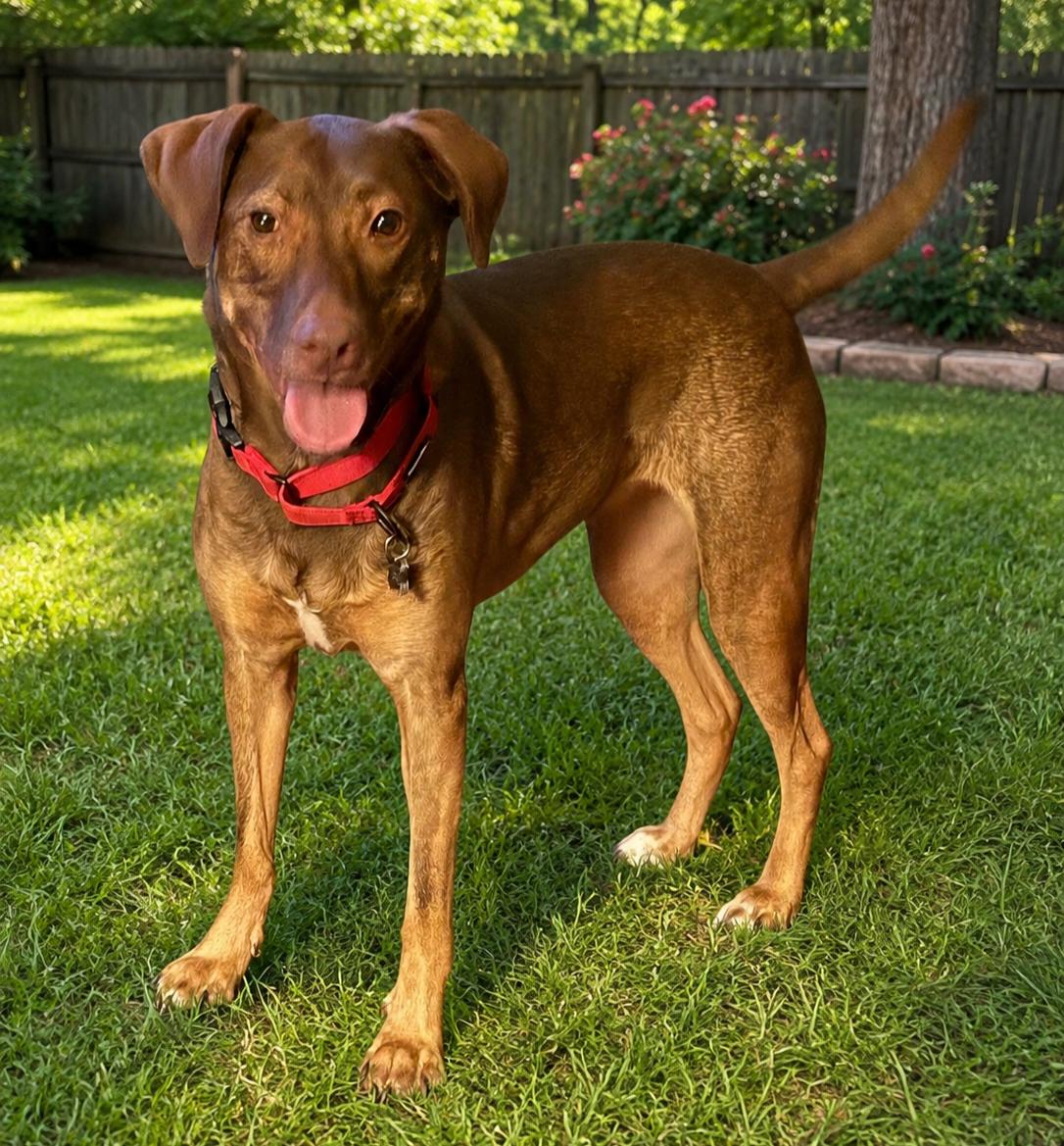 Enlarge Mardi, a Adopted mixed breed in Roswell, GA image 2/3