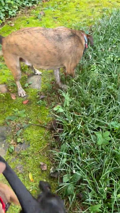 Enlarge Mardi, a Adopted mixed breed in Roswell, GA video 3/3