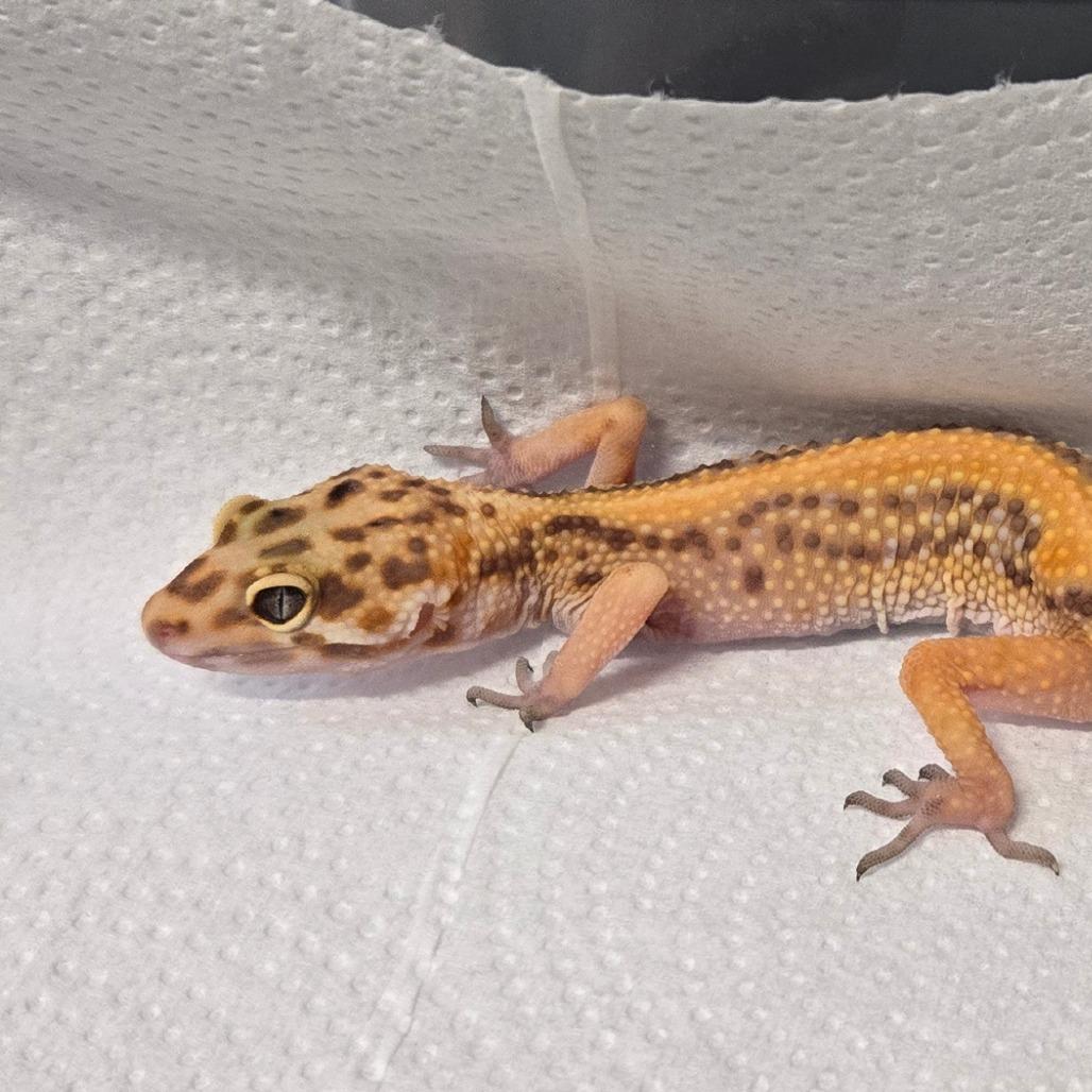 Enlarge Mango, a Adoptable Gecko in Waukesha, WI image 1/3