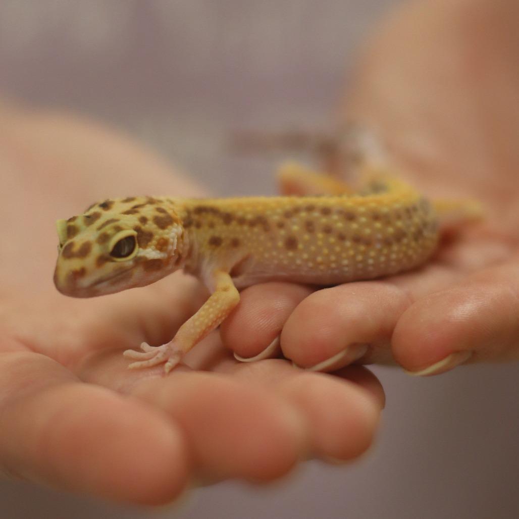 Enlarge Mango, a Adoptable Gecko in Waukesha, WI image 2/3