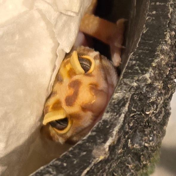 Enlarge Mango, a Adoptable Gecko in Waukesha, WI image 3/3