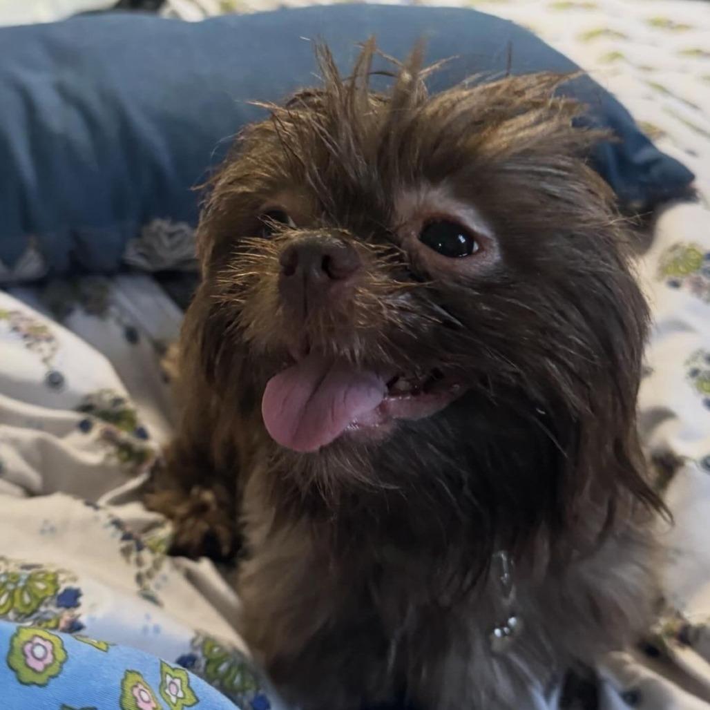 Marina, adopted, Adult Female Shih Tzu.