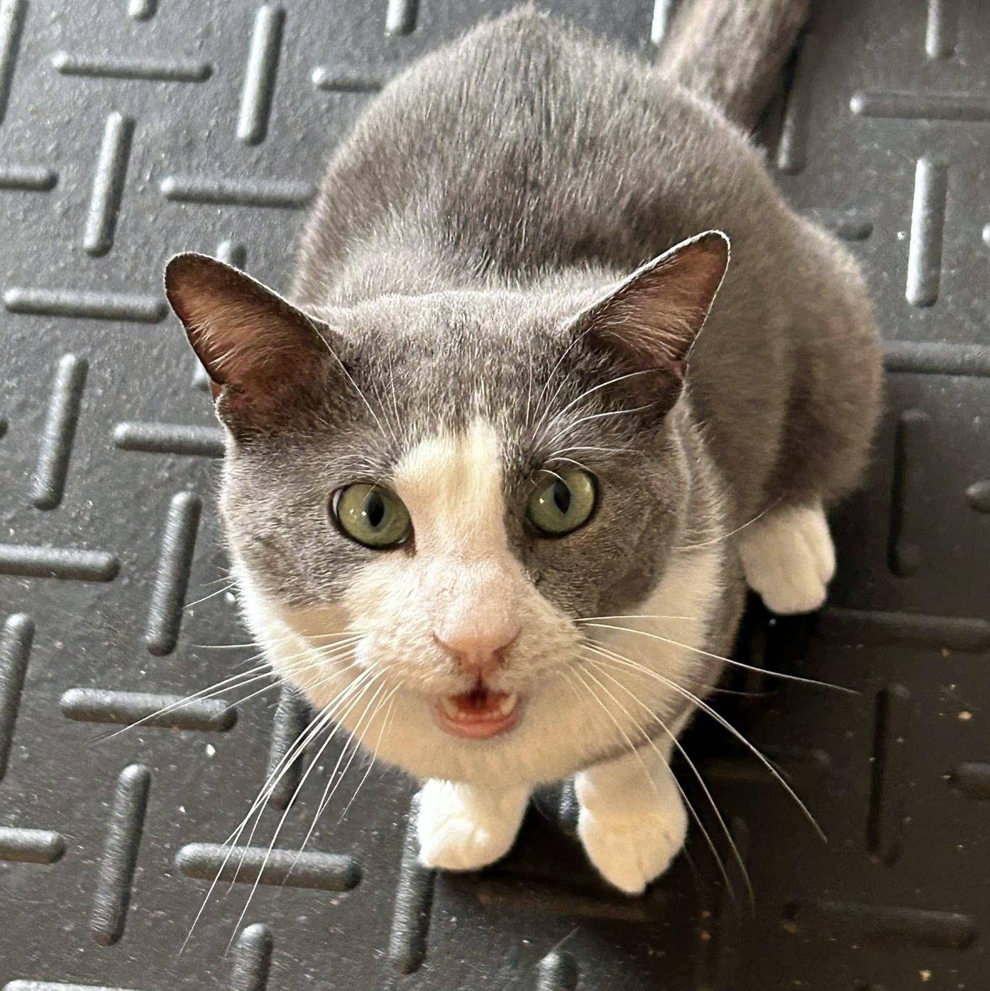 Enlarge Tuna, a ADOPTABLE Domestic Short Hair in Pittsburgh, PA image 2/6