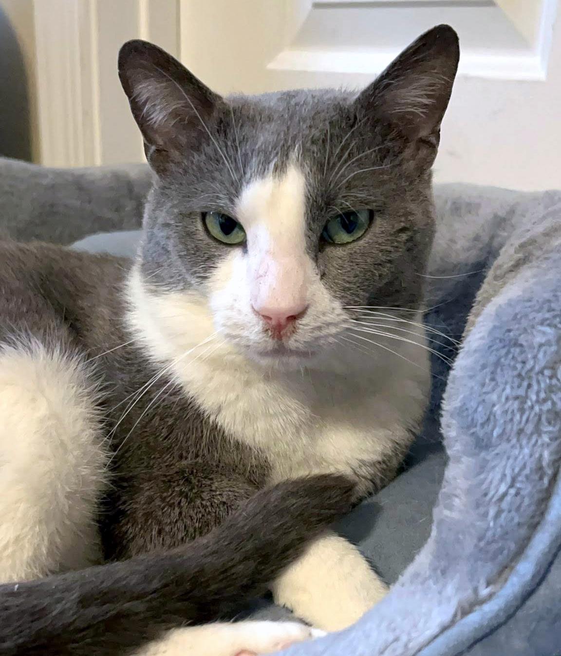 Enlarge Tuna, a ADOPTABLE Domestic Short Hair in Pittsburgh, PA image 6/6