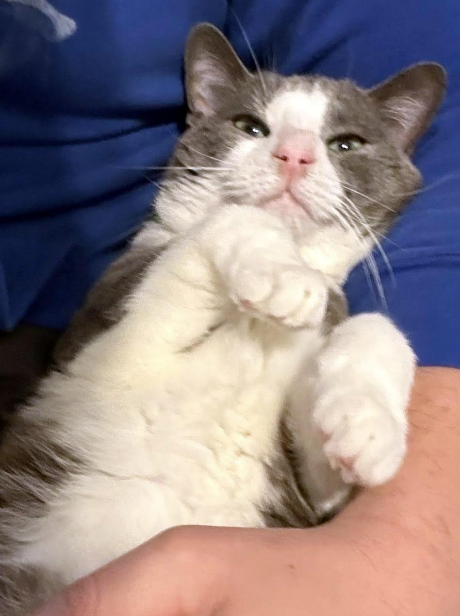 Enlarge Tuna, a ADOPTABLE Domestic Short Hair in Pittsburgh, PA image 4/6