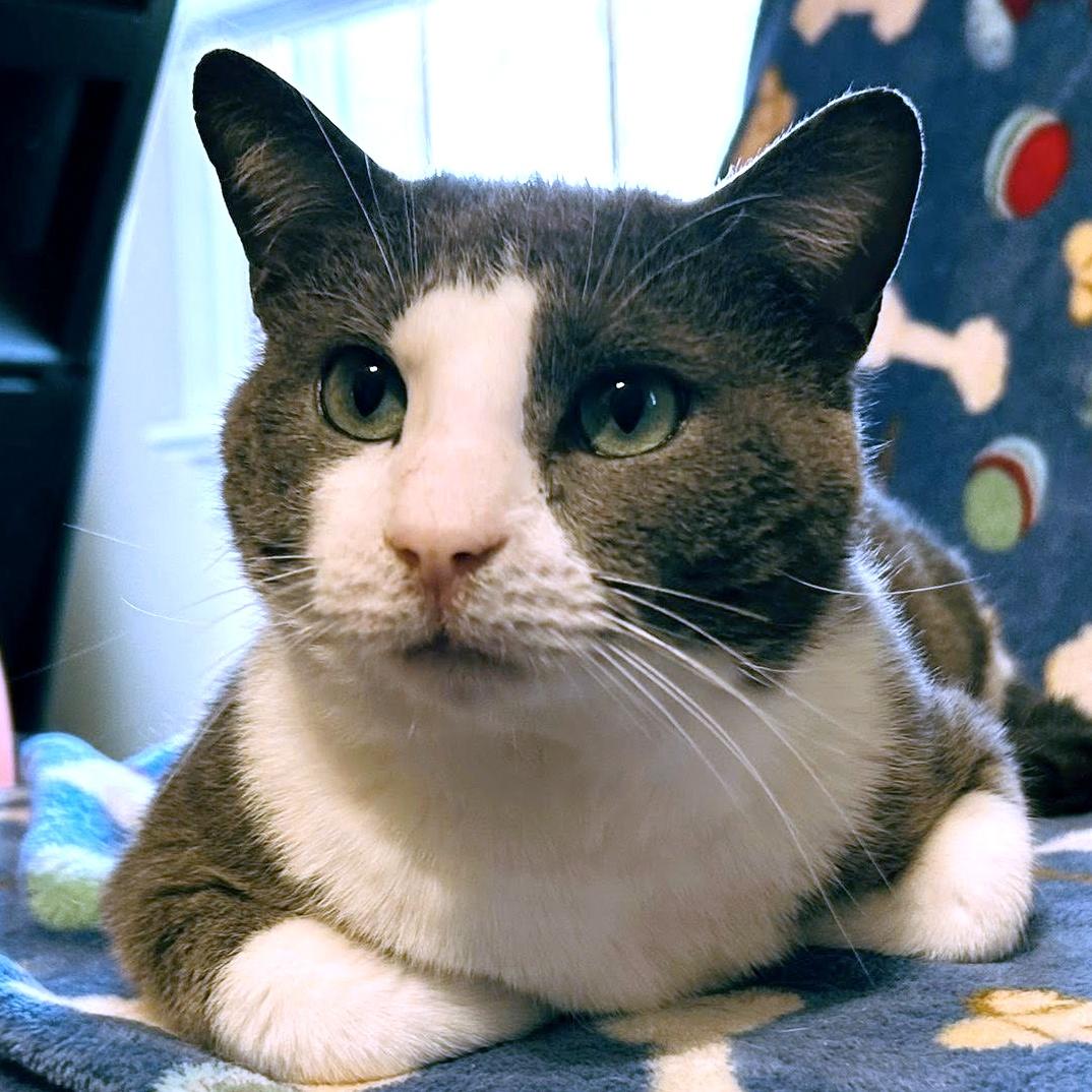 Enlarge Tuna, a ADOPTABLE Domestic Short Hair in Pittsburgh, PA image 3/6