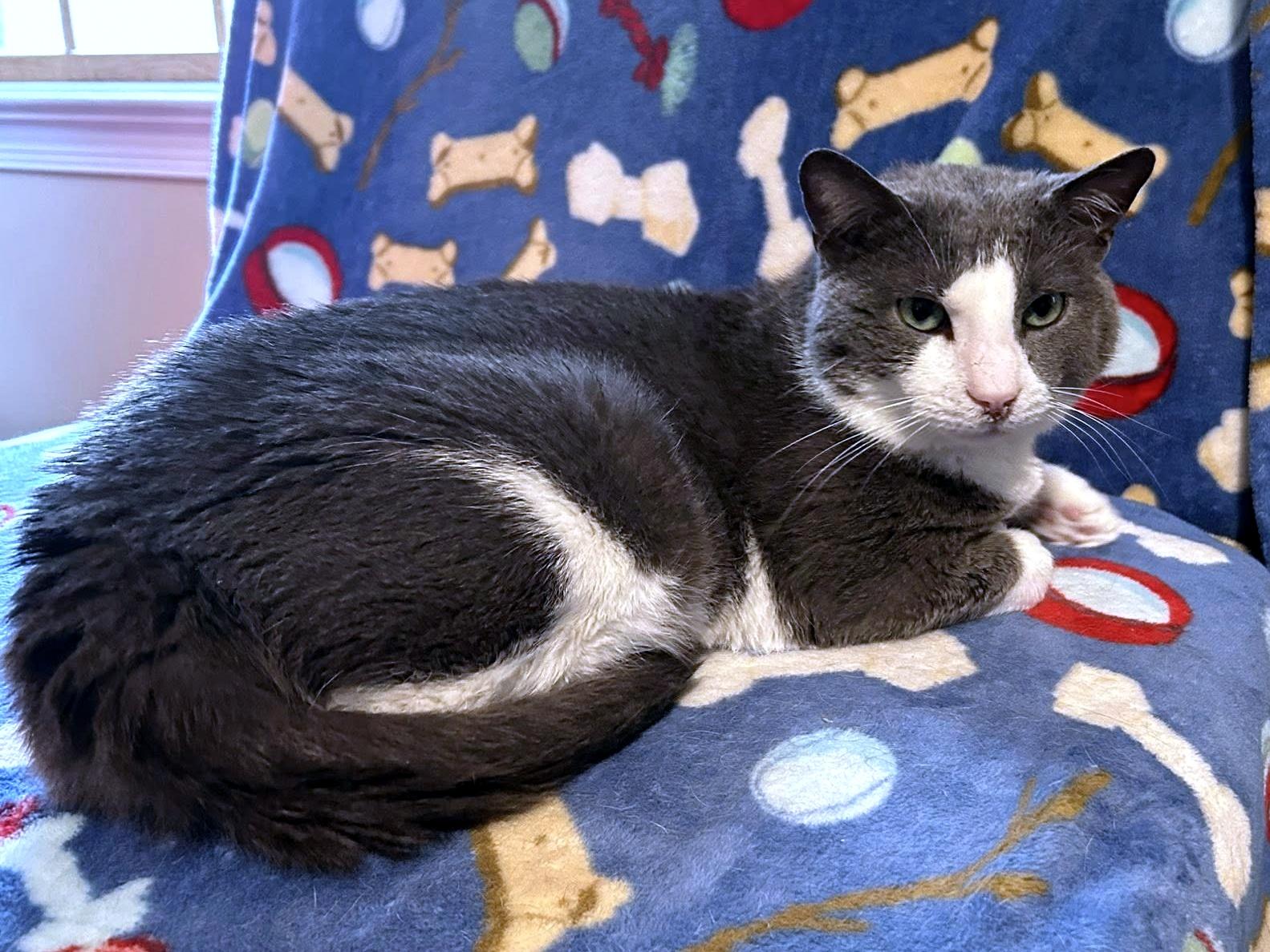 Enlarge Tuna, a ADOPTABLE Domestic Short Hair in Pittsburgh, PA image 5/6