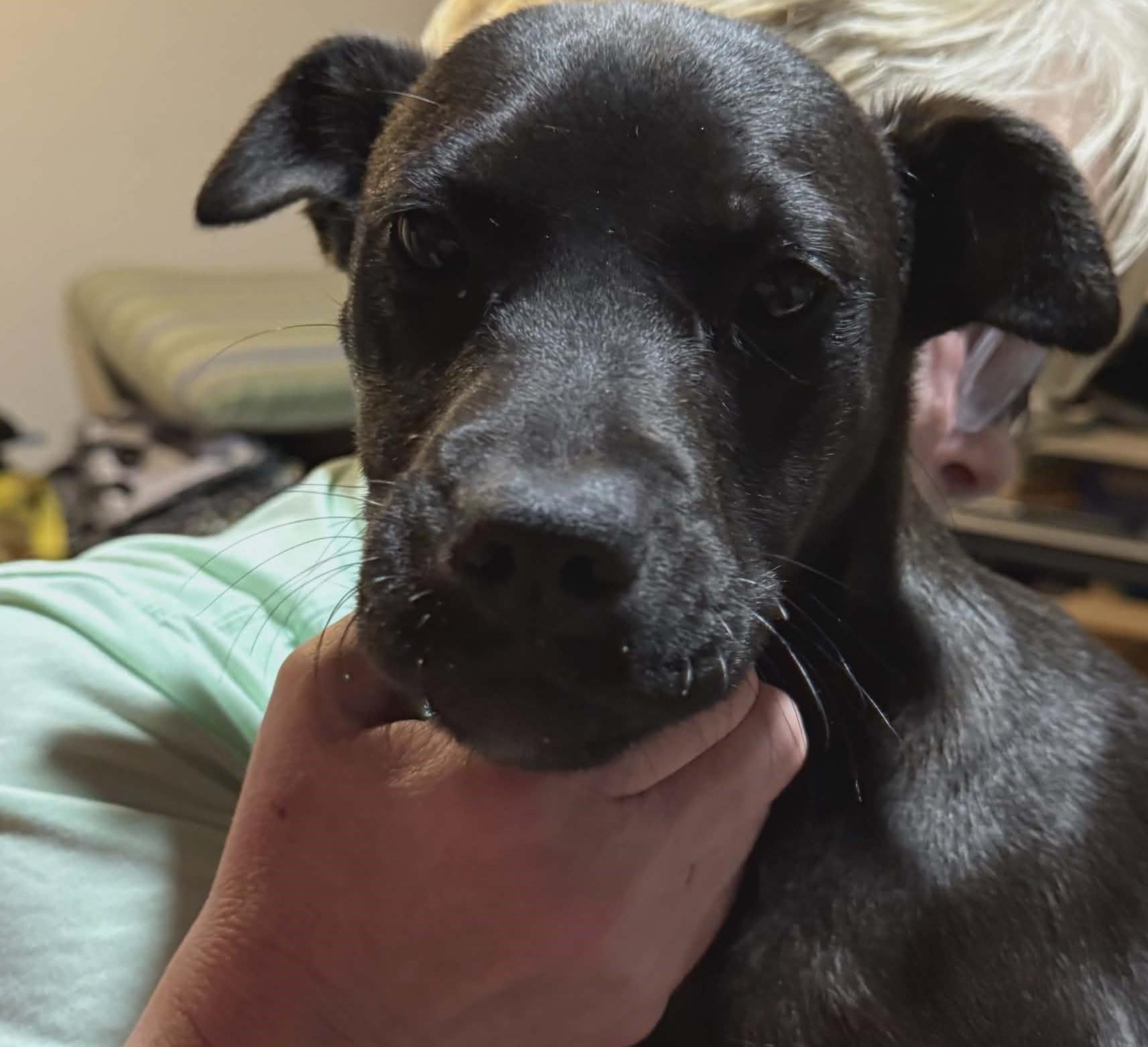 Enlarge Thelma, a ADOPTABLE Labrador Retriever in North Berwick, ME image 3/3