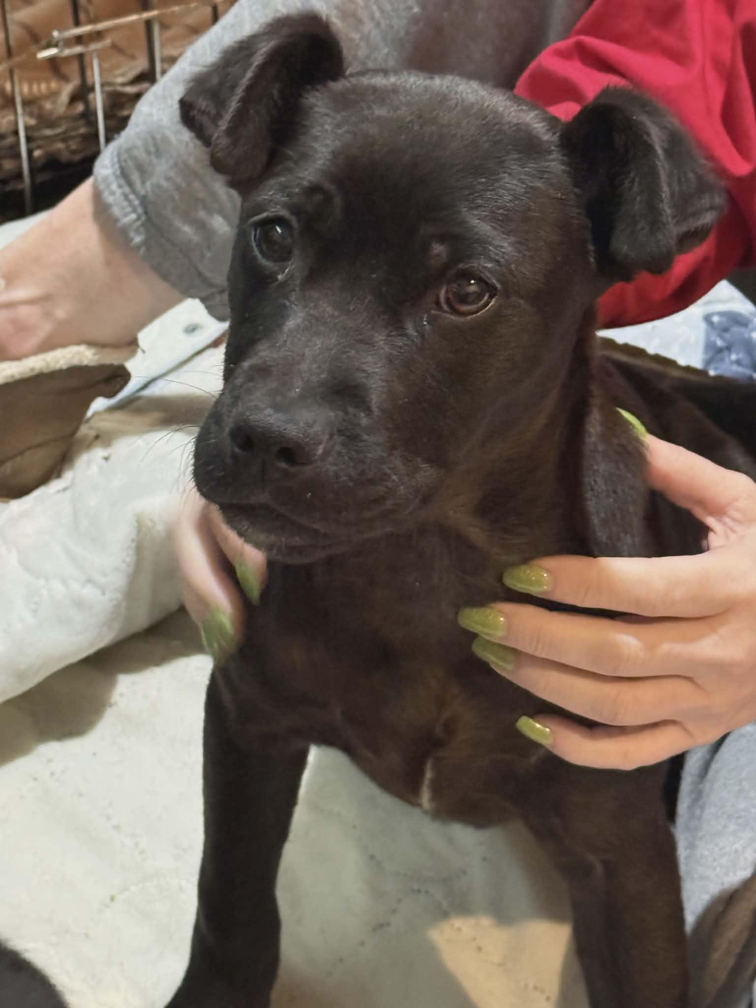 Enlarge Thelma, a ADOPTABLE Labrador Retriever in North Berwick, ME image 2/3