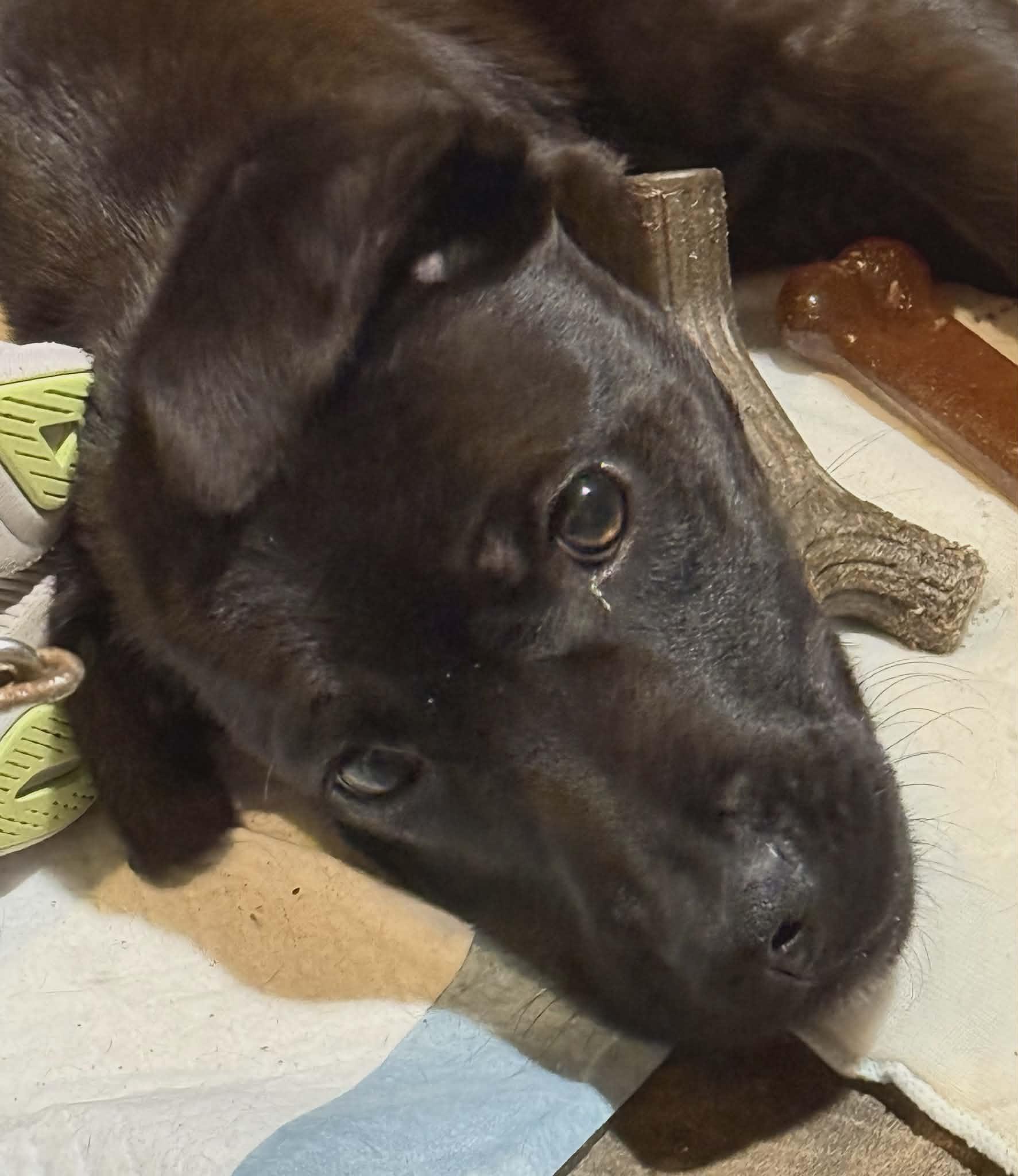 Enlarge Thelma, a ADOPTABLE Labrador Retriever in North Berwick, ME image 1/3