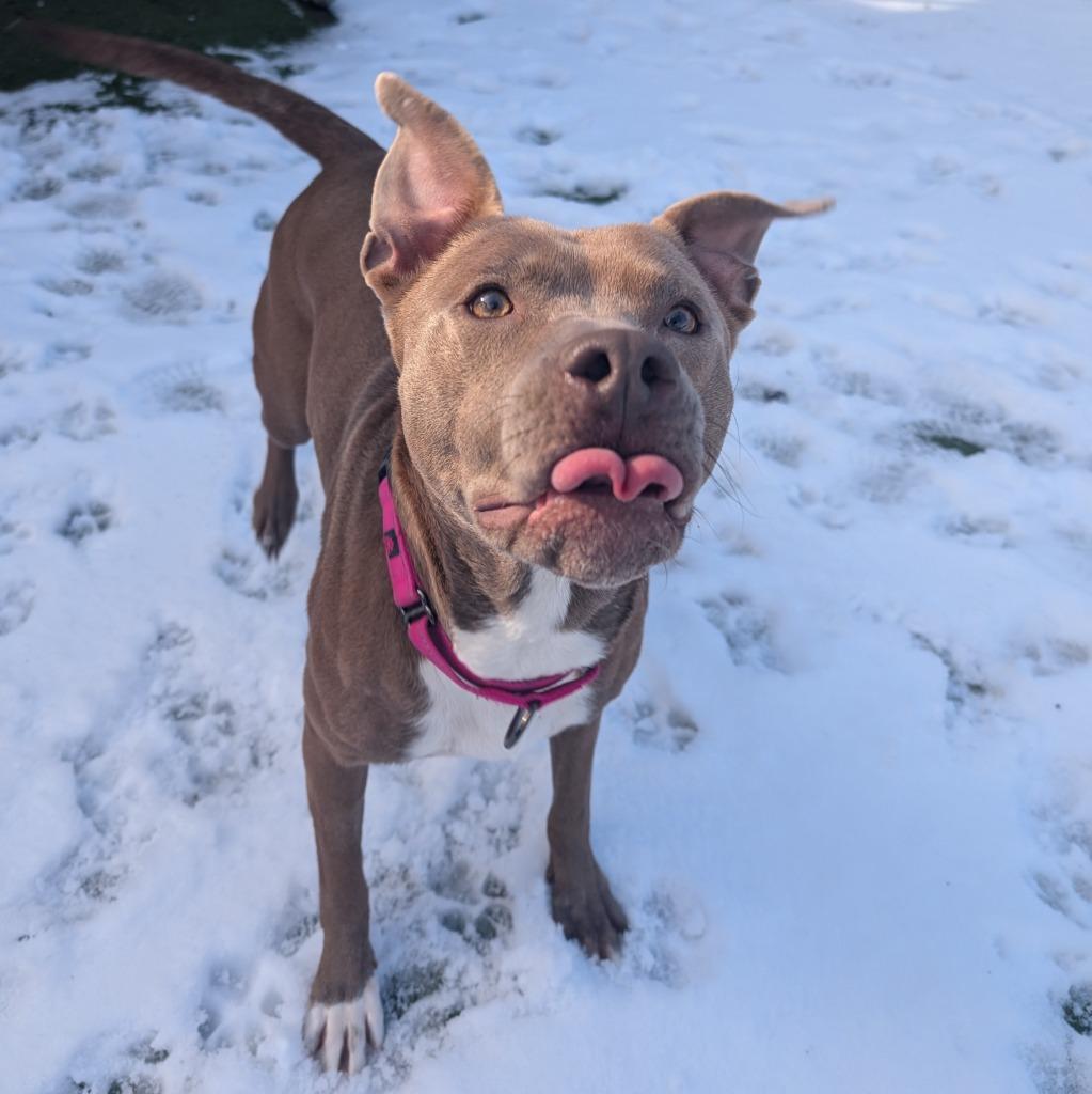 Enlarge Hope, a Adoptable Pit Bull Terrier in Aberdeen, WA image 1/6