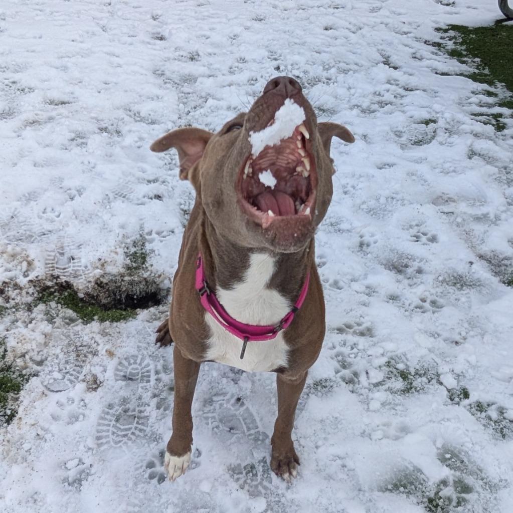Enlarge Hope, a Adoptable Pit Bull Terrier in Aberdeen, WA image 2/6