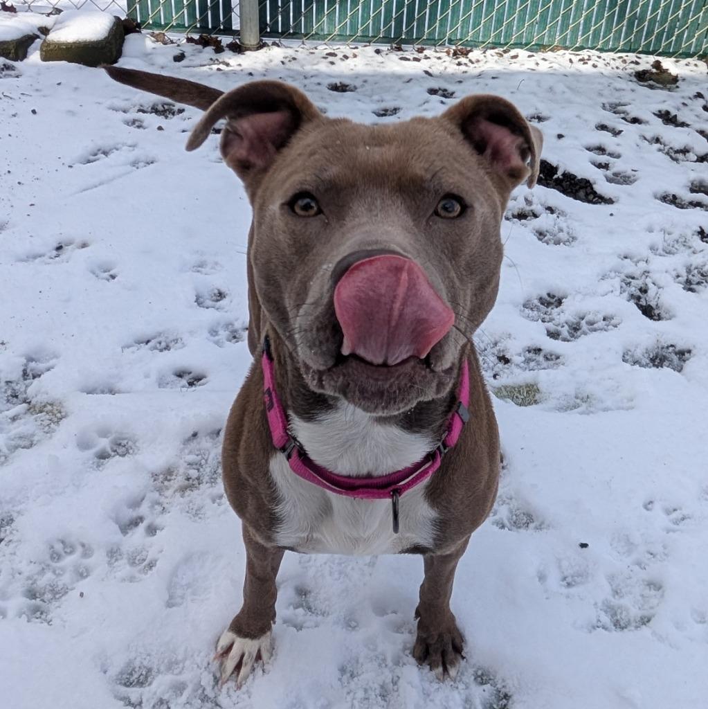 Enlarge Hope, a Adoptable Pit Bull Terrier in Aberdeen, WA image 3/6