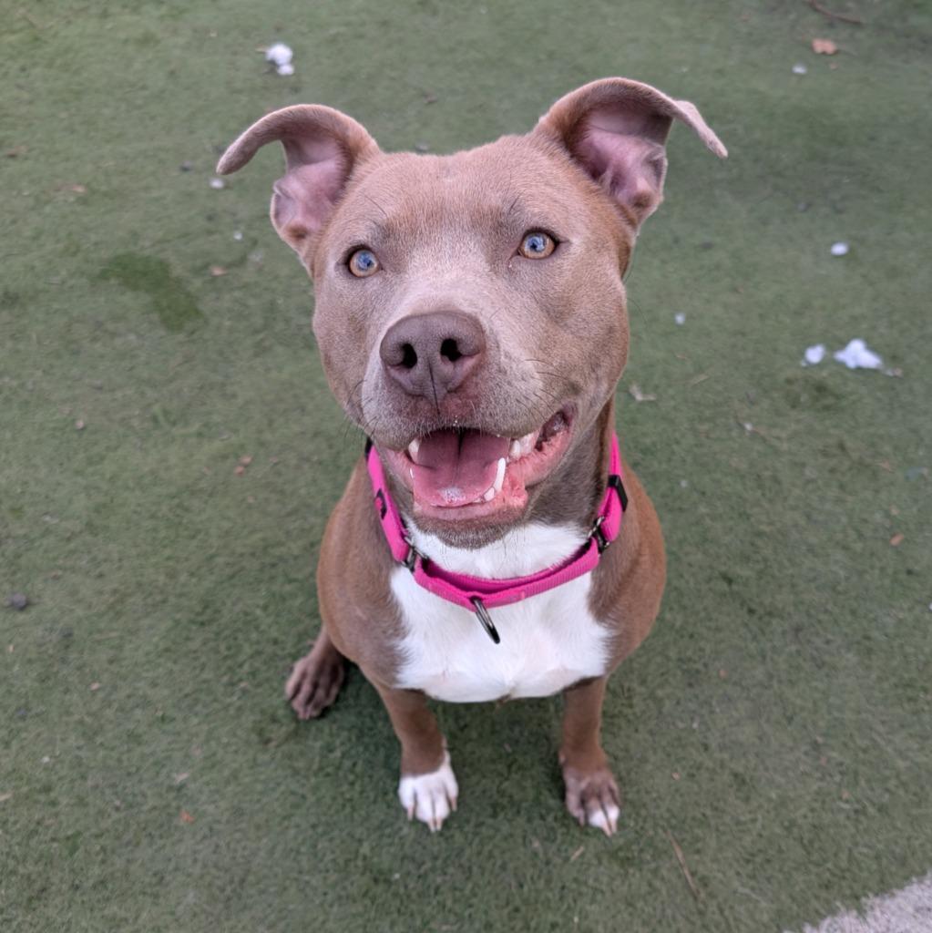 Enlarge Hope, a Adoptable Pit Bull Terrier in Aberdeen, WA image 4/6