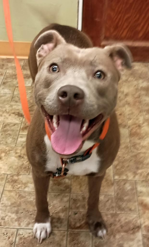 Enlarge Hope, a Adoptable Pit Bull Terrier in Aberdeen, WA image 5/6