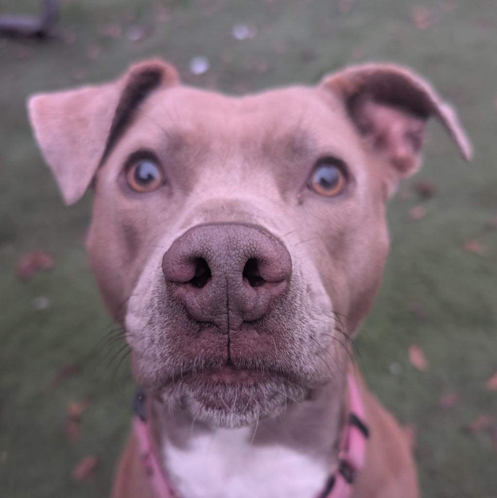 Enlarge Hope, a Adoptable Pit Bull Terrier in Aberdeen, WA image 6/6