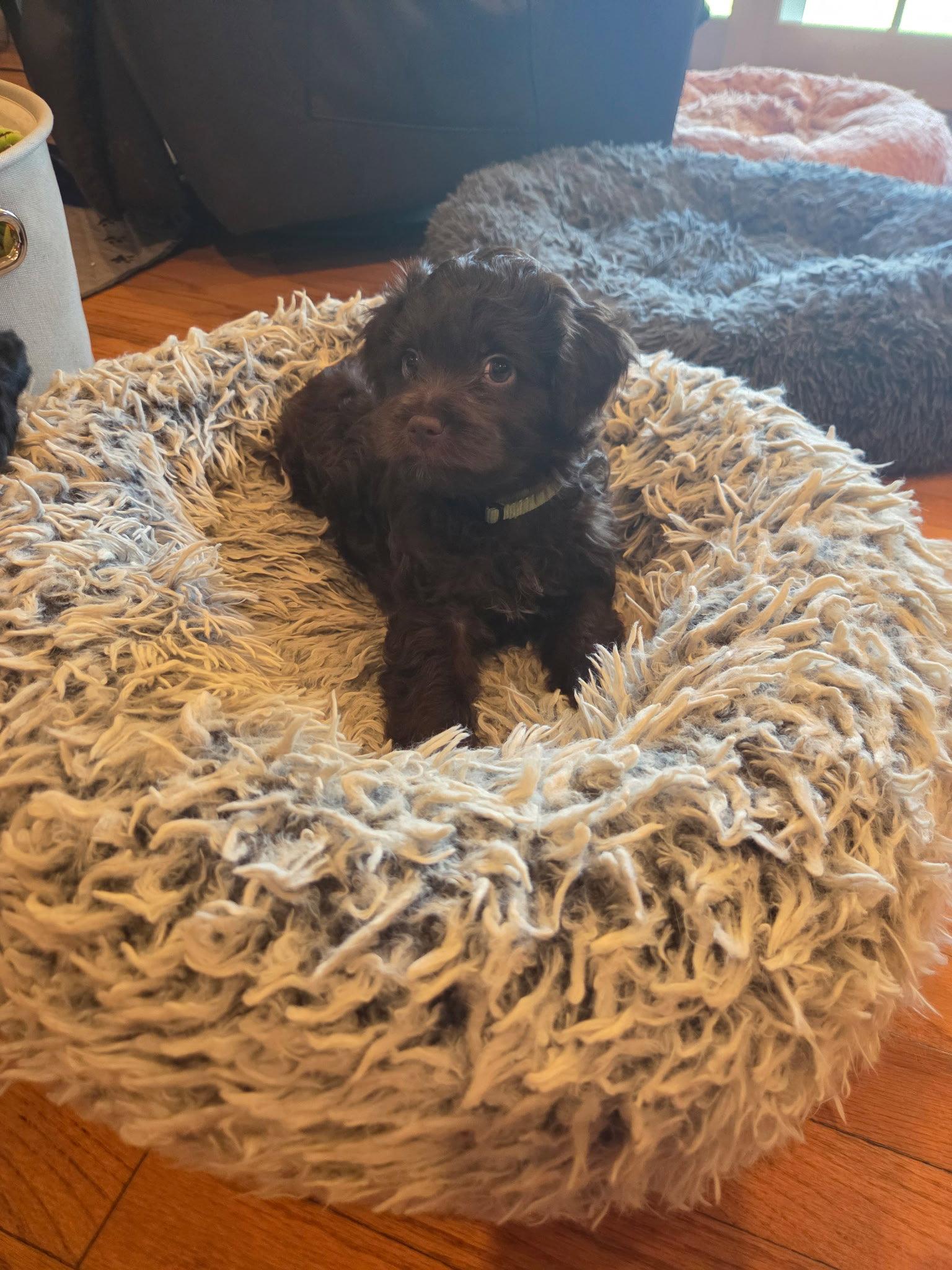 Blake, Adopted, Puppy Male Cockapoo.