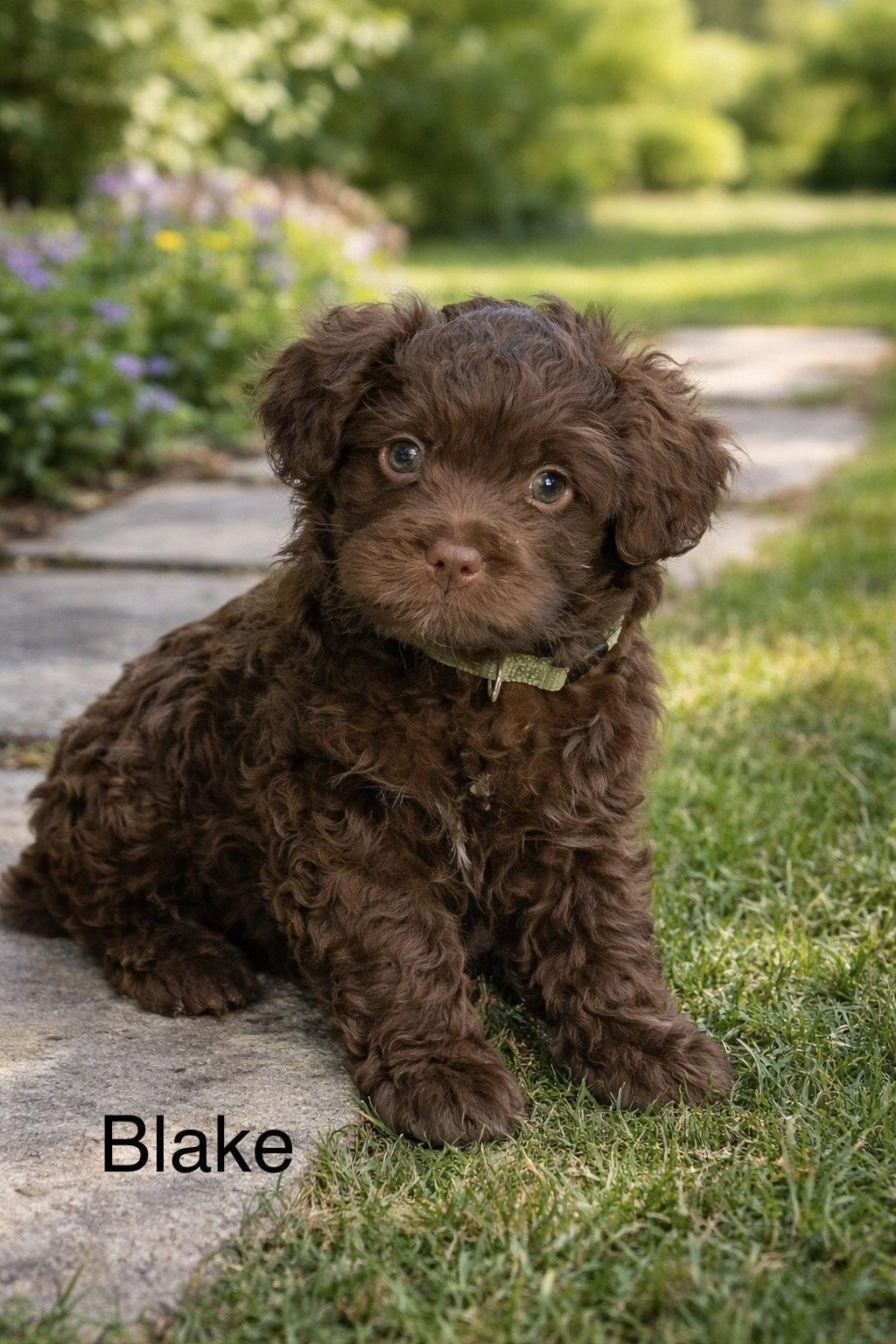 Enlarge Blake, a Adopted Cockapoo in Orange, CA image 2/2