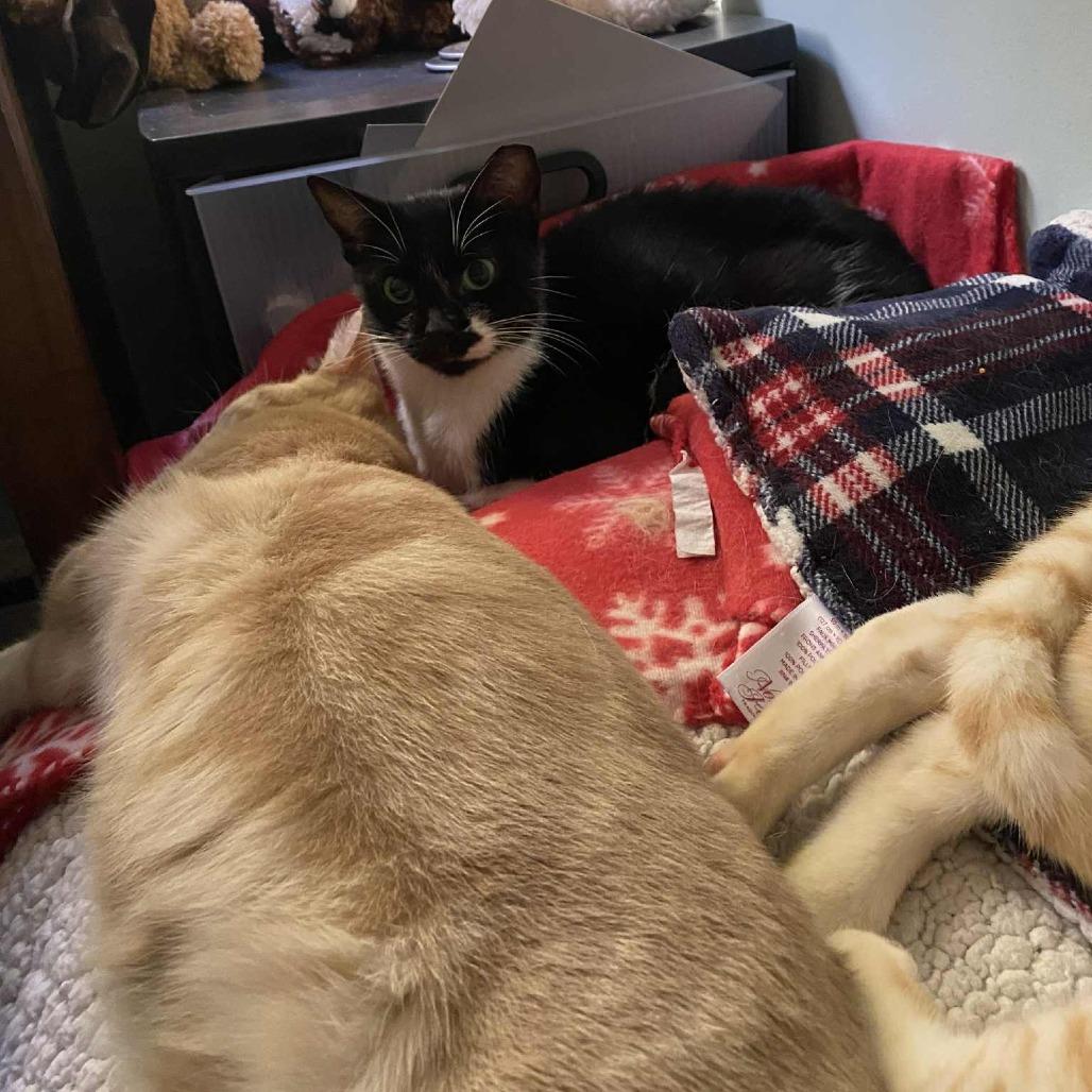 Root Beer Float (Critter Barn), Adoptable, Adult Female Domestic Short Hair.