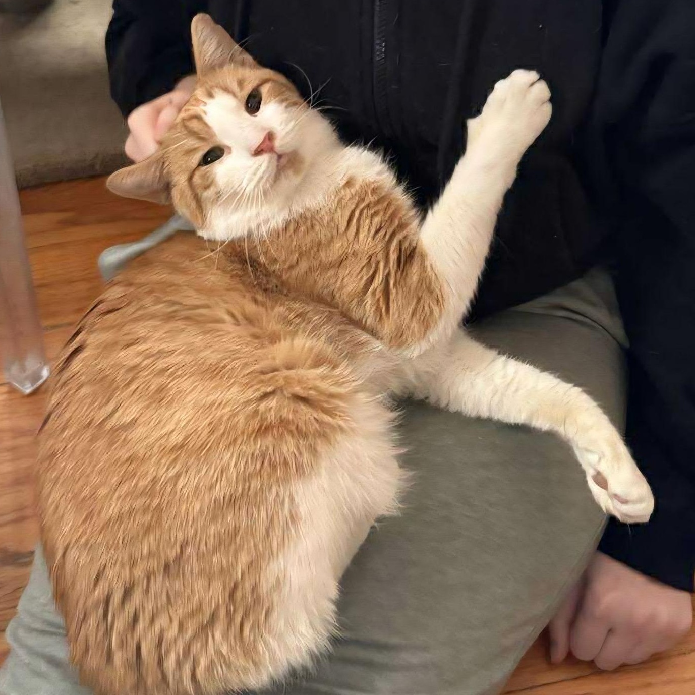 Enlarge Oliver (puppy cat), an adoptable Domestic Short Hair in Huntington, NY image 2/2