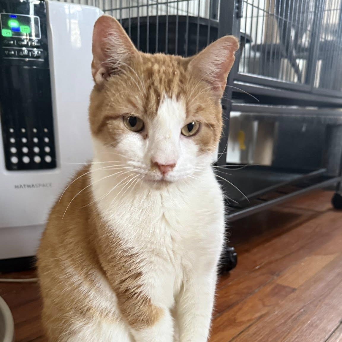 Oliver (puppy cat), adoptable, Adult Male Domestic Short Hair.