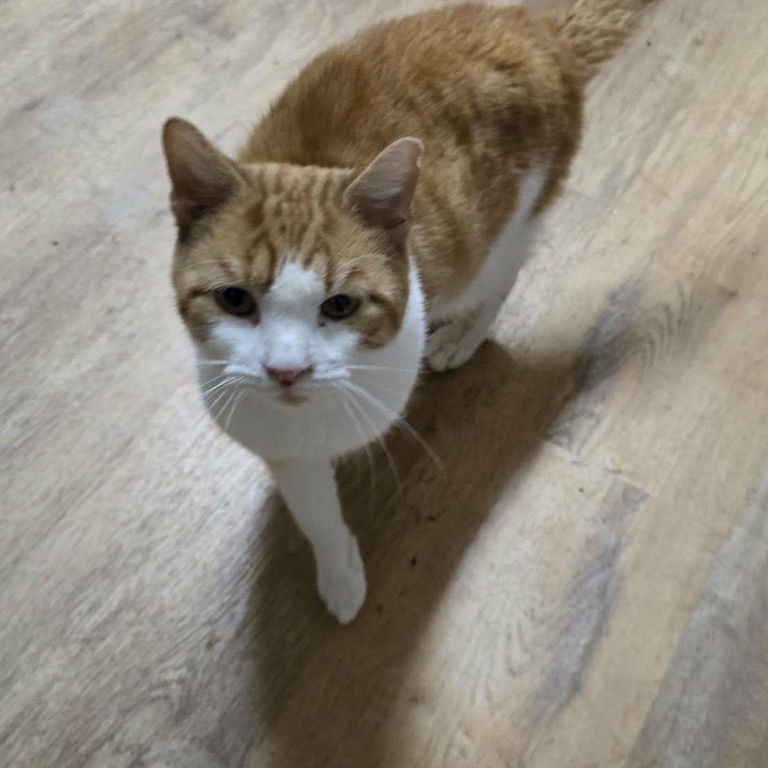 Enlarge Oliver (puppy cat), an adoptable Domestic Short Hair in Huntington, NY image 1/2