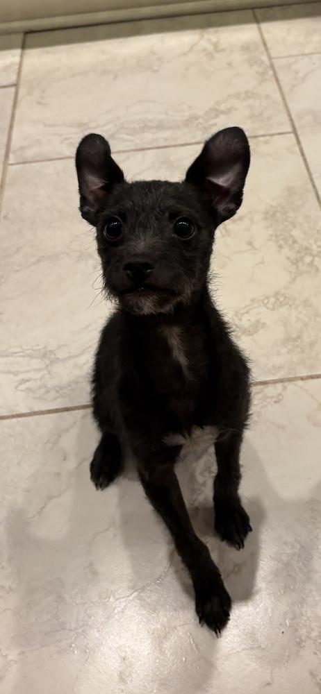 Enlarge Duke, a Adoptable mixed breed in Irwin, PA image 2/6