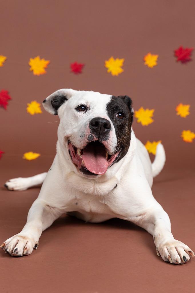 Graham, a Adoptable mixed breed in Sandusky, OH image 1/6