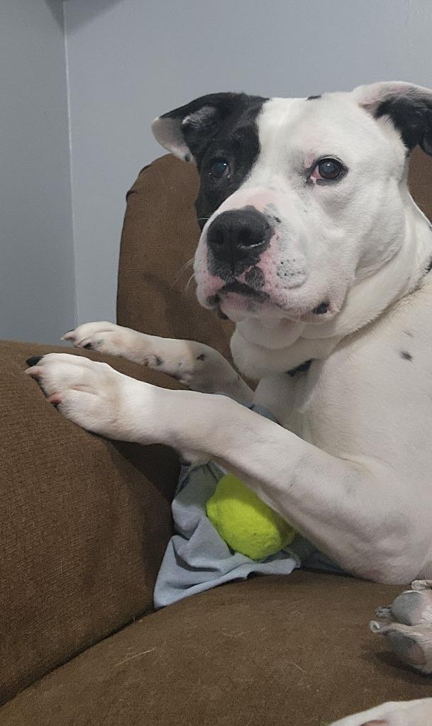 Graham, a Adoptable mixed breed in Sandusky, OH image 2/6