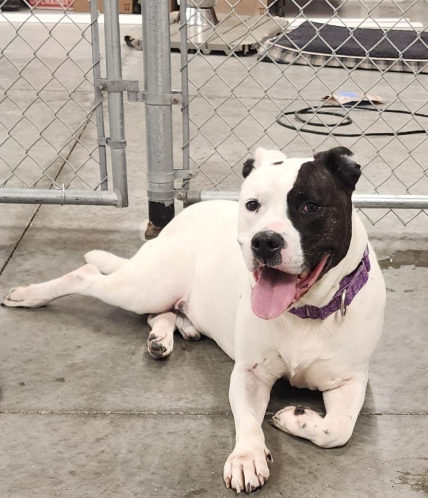 Graham, a Adoptable mixed breed in Sandusky, OH image 3/6