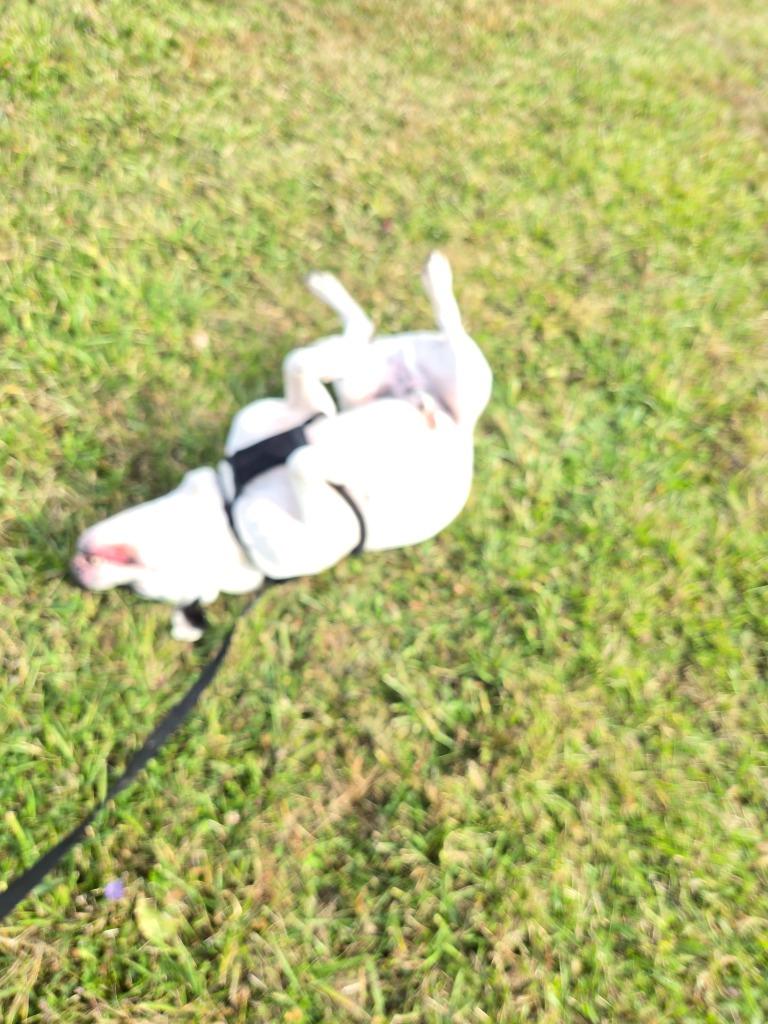 Graham, a Adoptable mixed breed in Sandusky, OH image 5/6