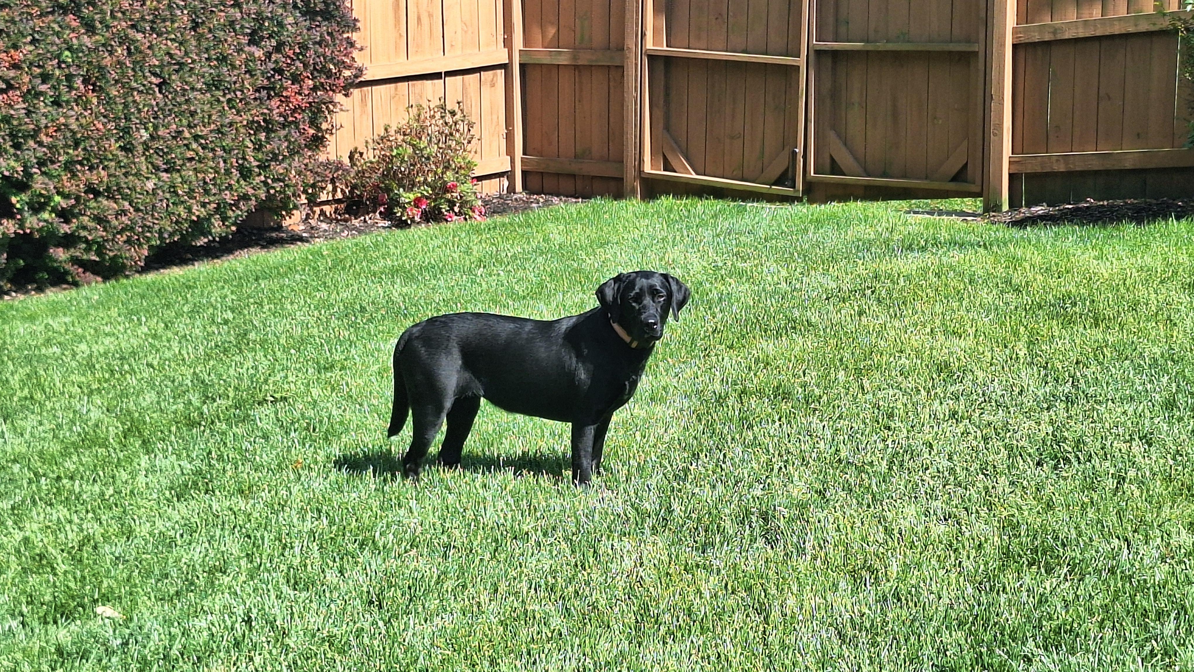 Ella--Courtesy Post in PA--Not an LELRR dog, an adopted Black Labrador Retriever in Medina, OH image 3/4