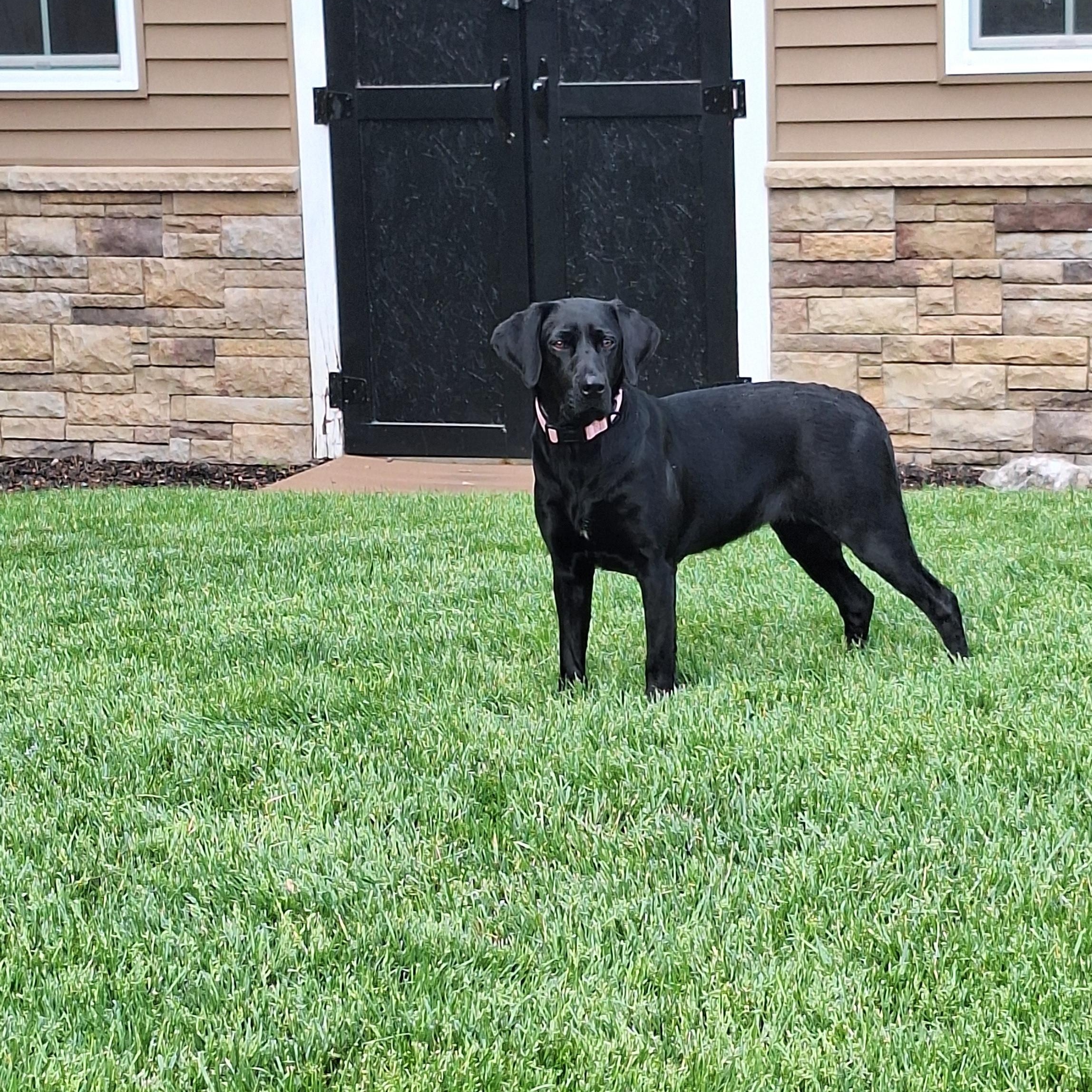 Ella--Courtesy Post in PA--Not an LELRR dog, an adopted Black Labrador Retriever in Medina, OH image 2/4