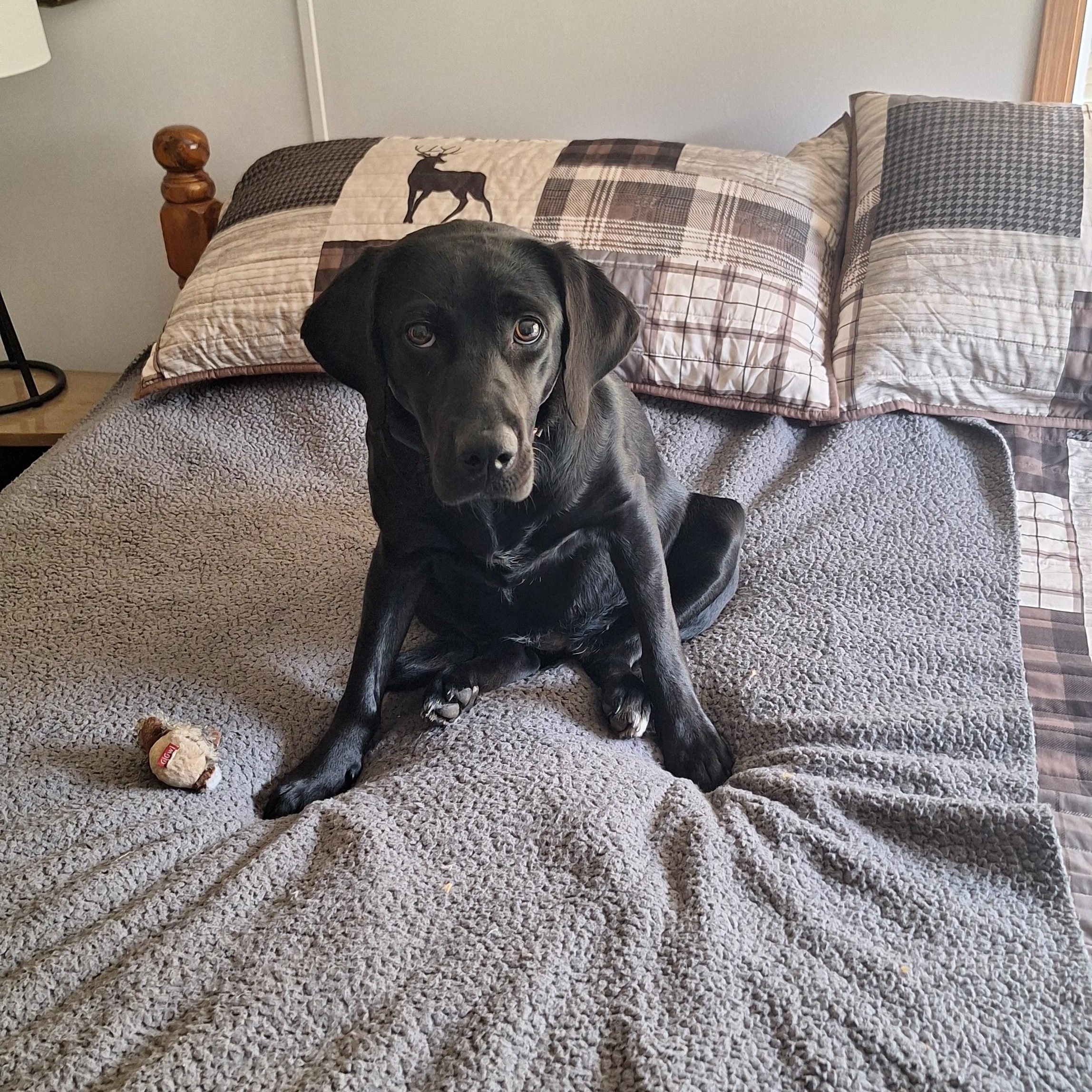 Ella--Courtesy Post in PA--Not an LELRR dog, an adopted Black Labrador Retriever in Medina, OH image 1/4