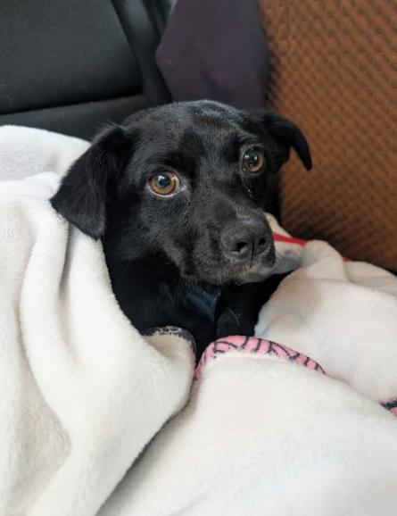 Enlarge Farley in RI, a Adoptable mixed breed in Cranston, RI image 1/3
