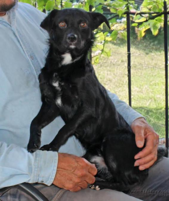 Farley in RI, Adoptable, Puppy Male Spaniel & Chihuahua.