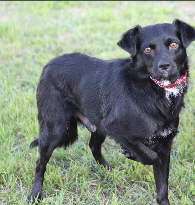 Farley in TX, a Adoptable mixed breed in Cranston, RI image 1/2