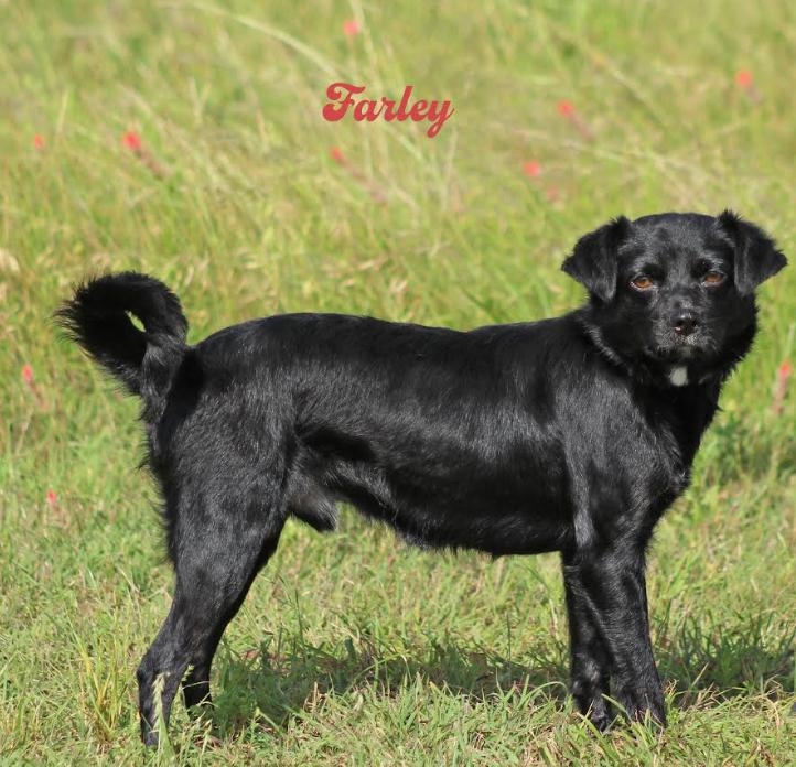 Farley in TX, a Adoptable mixed breed in Cranston, RI image 2/2