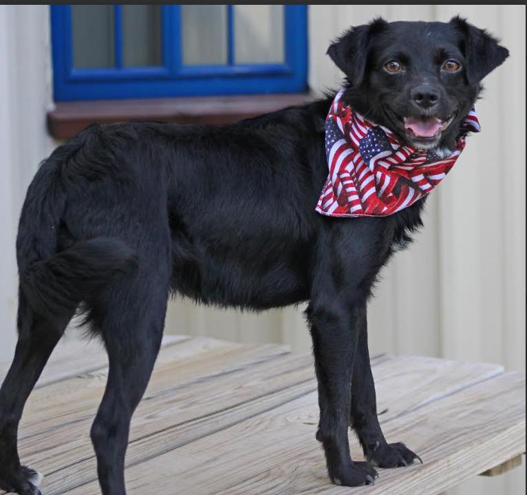 Enlarge Farley in RI, a Adoptable mixed breed in Cranston, RI image 3/3