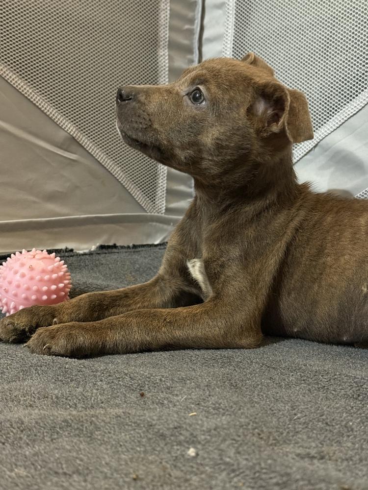 Star, a Adoptable mixed breed in Hartwell, GA image 2/6