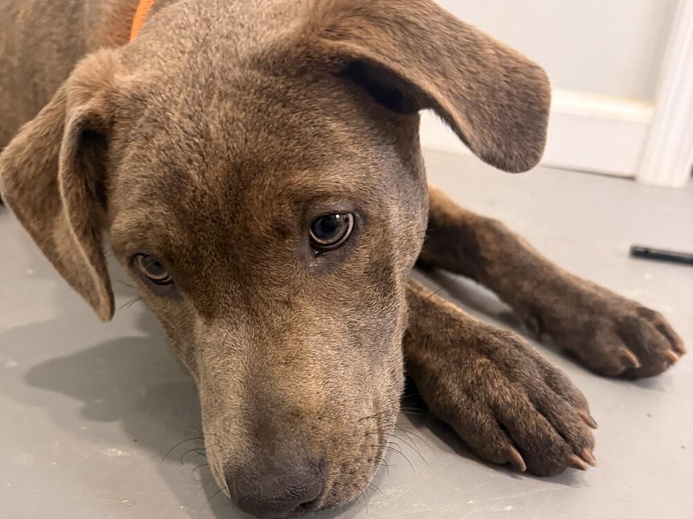 Star, Adoptable, Puppy Female Labrador Retriever.