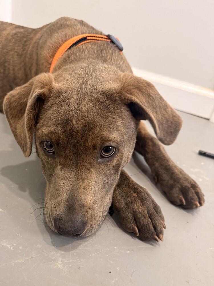 Star, a Adoptable mixed breed in Hartwell, GA image 3/6