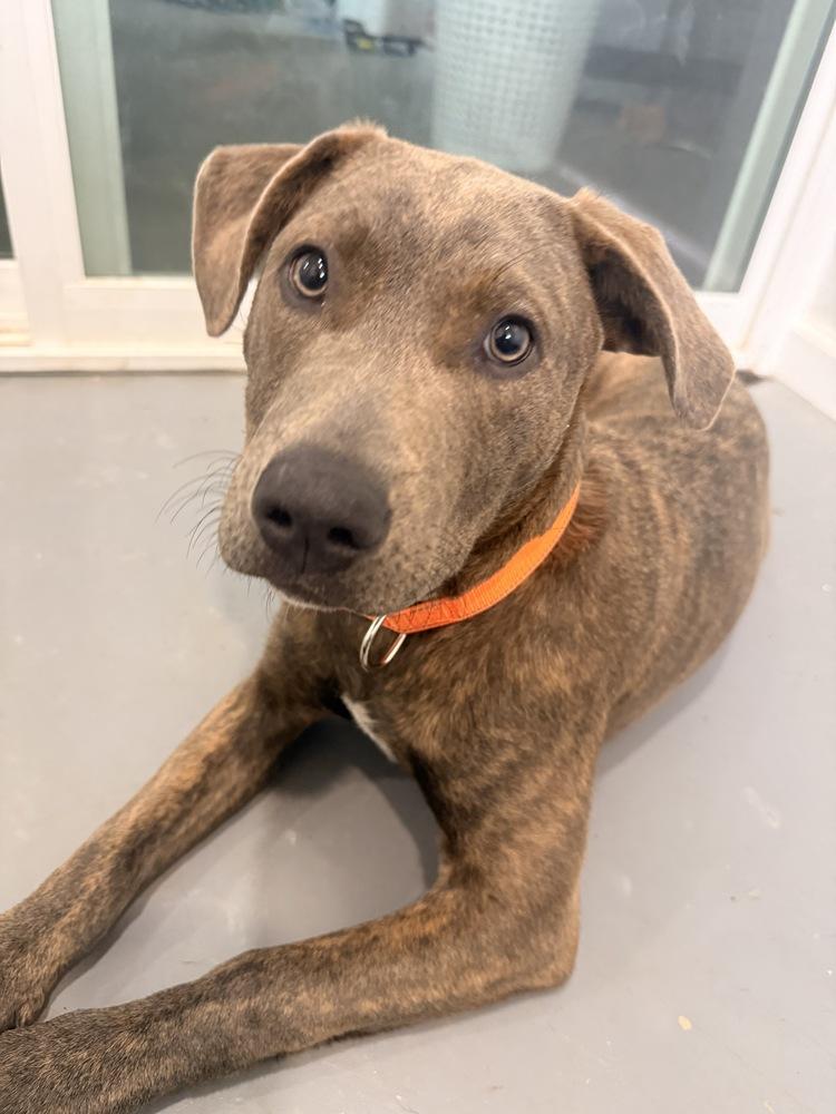 Star, a Adoptable mixed breed in Hartwell, GA image 4/6