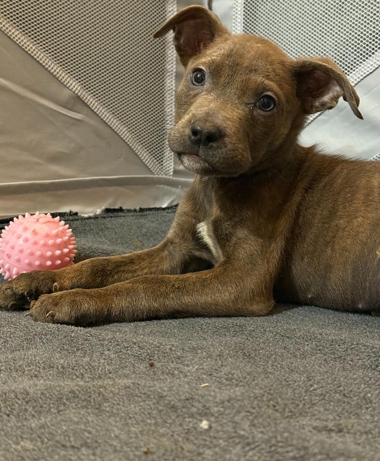 Star, a Adoptable mixed breed in Hartwell, GA image 4/6