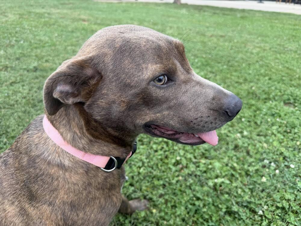 Enlarge Star, a Adoptable mixed breed in Hartwell, GA image 3/5
