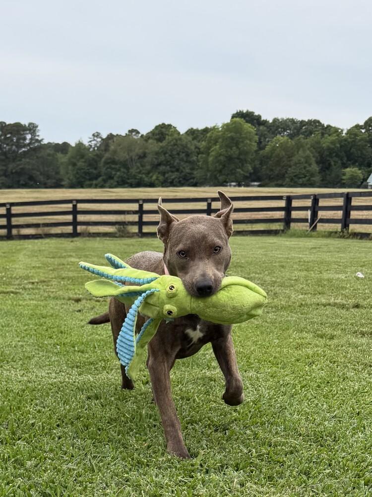 Star, Adoptable, Puppy Female Labrador Retriever.