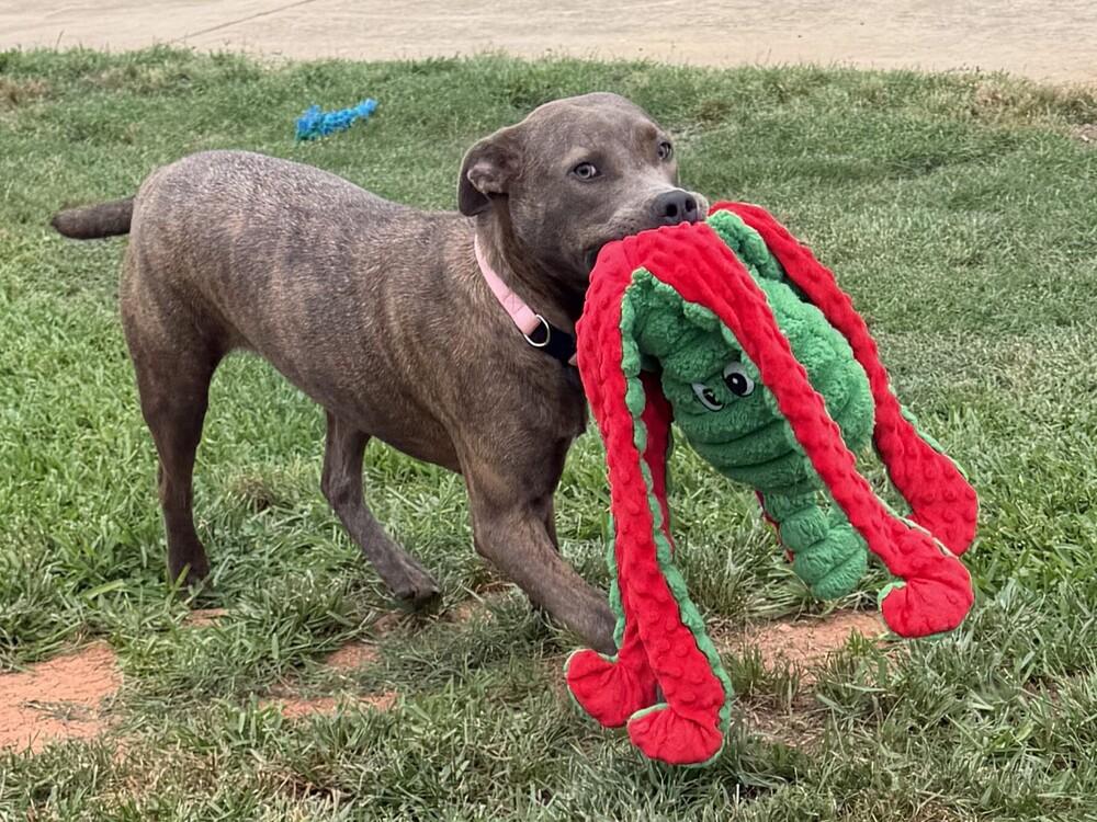 Enlarge Star, a Adoptable mixed breed in Hartwell, GA image 2/5