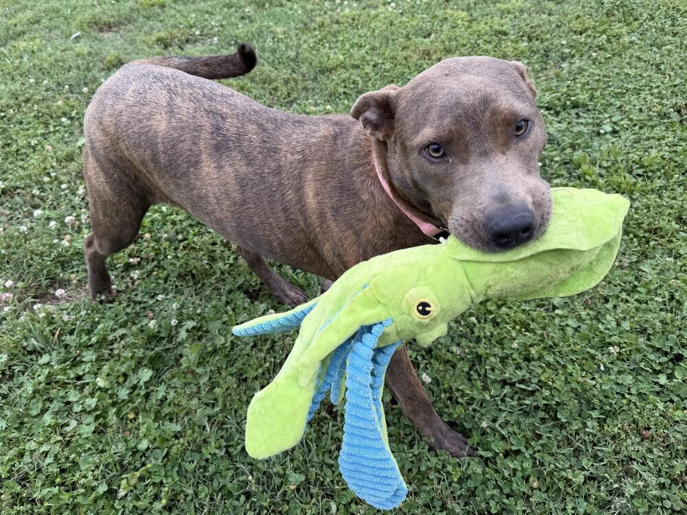 Enlarge Star, a Adoptable mixed breed in Hartwell, GA image 4/5