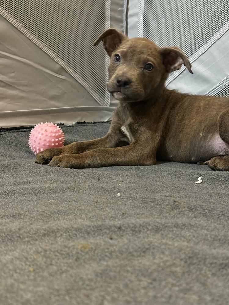 Star, a Adoptable mixed breed in Hartwell, GA image 6/6